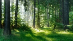 Understanding Sustainable Fashion